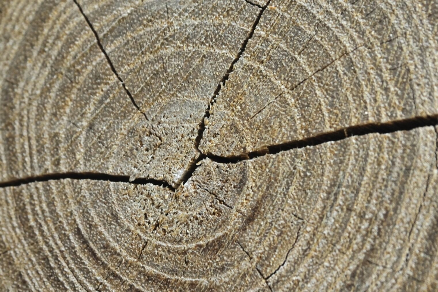 Detailaufnahme eines Baumstumpfs von oben, Jahresringe, Riss im Stamm Detailaufnahme eines Baumstumpfs von oben mit Jahresringen und einem Riss durch den Stamm