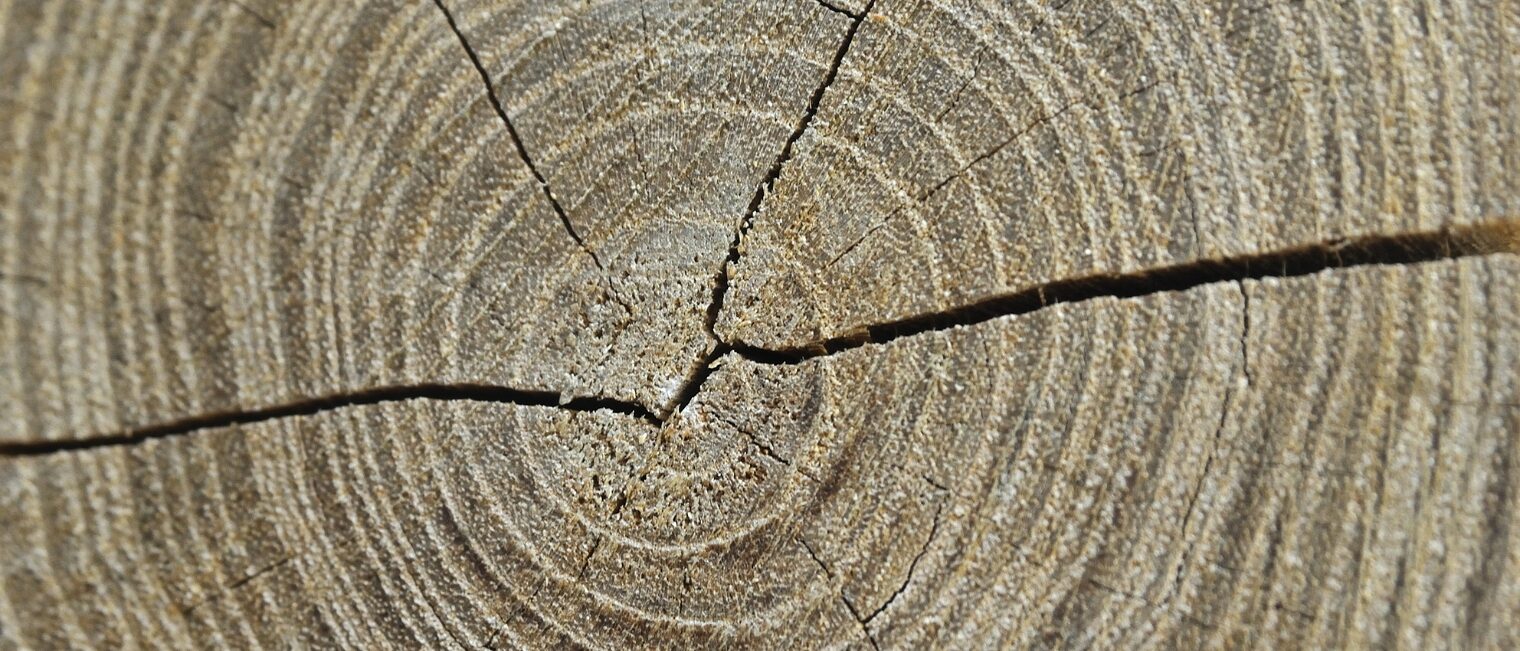 Detailaufnahme eines Baumstumpfs von oben, Jahresringe, Riss im Stamm Detailaufnahme eines Baumstumpfs von oben mit Jahresringen und einem Riss durch den Stamm